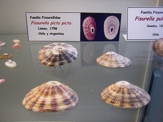 Fissurella picta picta 01