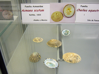 Acmaea
                          scutum