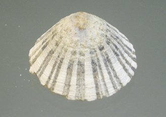 Scurria viridula, primer plano
                                  01