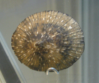 Scurria mesoleuca, primer plano