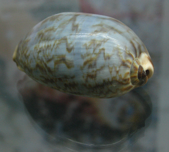 Cypraea sp, primer plano
