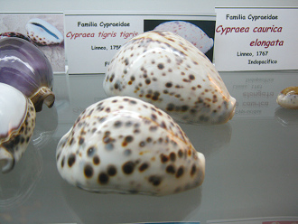 Cypraea tigris tigris, vista
                                  total