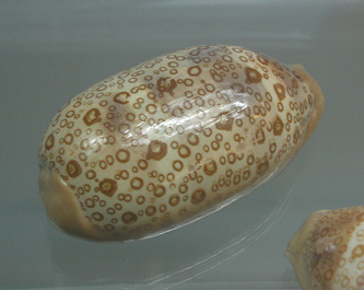 Cypraea argus, primer plano