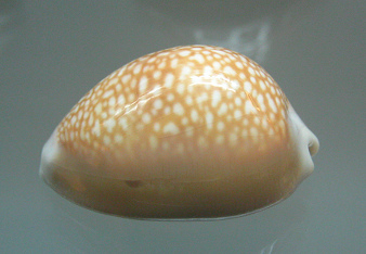 Cypraea englerti, primer plano
                                  01