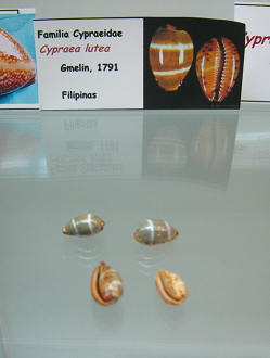 Cypraea
                          lutea