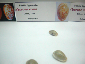 Cypraea
                          erosa