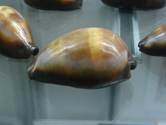 Cypraea onix, primer plano