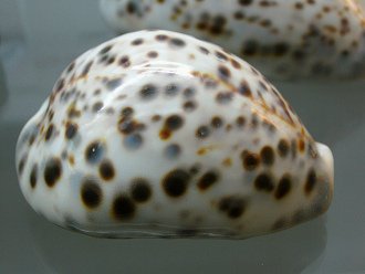 Cypraea tigris tigris, primer
                                  plano