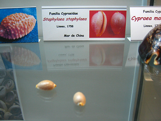 Staphylaea staphylaea
