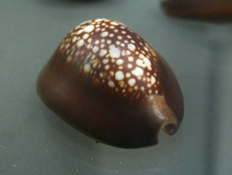 Cypraea caputserpentis, primer plano 01