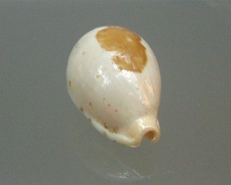 Cypraea stolida, primer plano