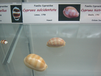 Cypraea sulcidentata