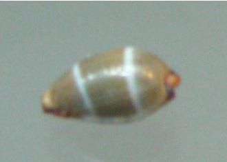 Cypraea lutea, primer plano