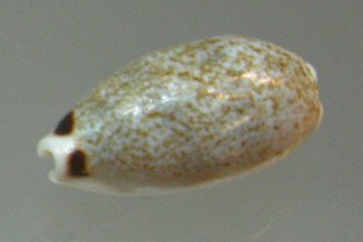 Cypraea quadrimaculata, primer
                                  plano 02