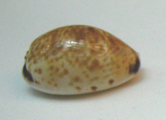 Cypraea minoridens, primer plano 03