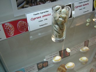 Cypraea annulus