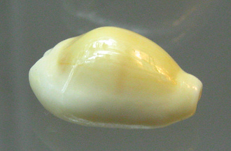 Cypraea moneta, primer plano