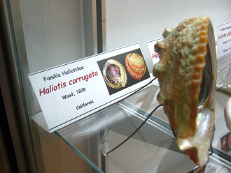 Haliotis
corrugata Haliotis corrugata