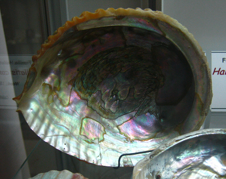 Haliotis corrugata, primer plano 01 Haliotis corrugata, primer plano 01