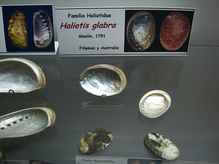 Haliotis glabra Haliotis glabra