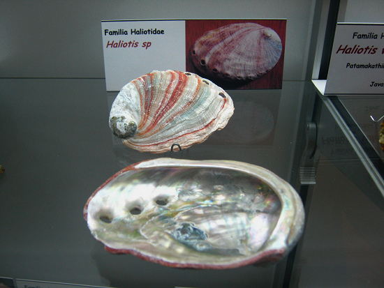 Haliotis sp Haliotis sp