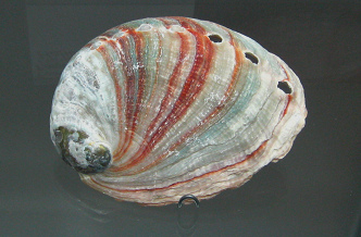 Haliotis sp, primer plano 02 Haliotis sp, primer plano 02