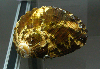 Haliotis vulcanicus, primer plano 01 Haliotis vulcanicus, primer plano 01