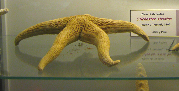 Stichaster striatus, primer plano 01