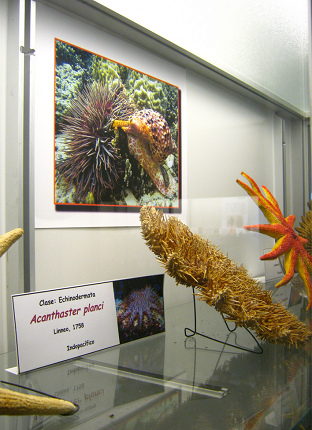 Acanthaster planci, placa