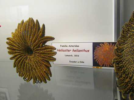 Heliaster helianthus, placa