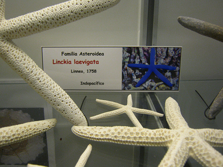 Linckia laevigata, placa