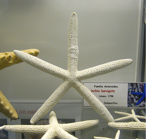 Linckia laevigata, primer plano 01