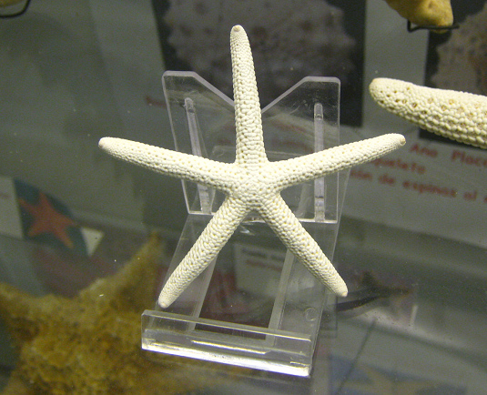 Linckia laevigata, primer plano 03