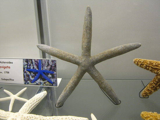 Linckia laevigata, primer plano 05