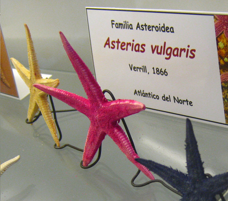 Asterias vulgaris