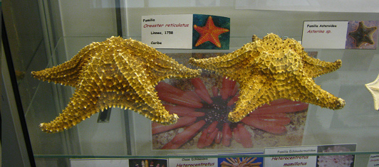 Oreaster reticulatus