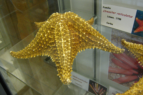 Oreaster reticulatus, primer plano