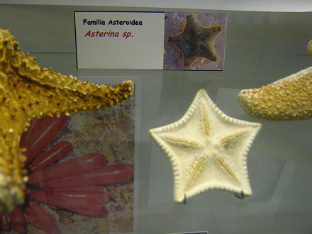 Asterina sp