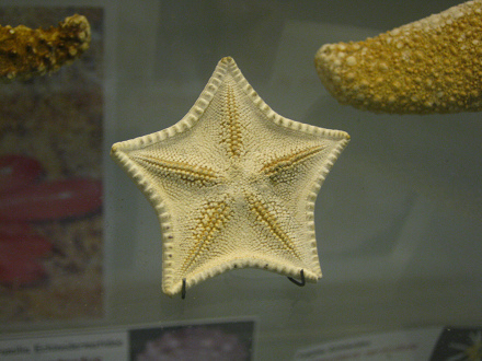 Asterina sp, primer plano