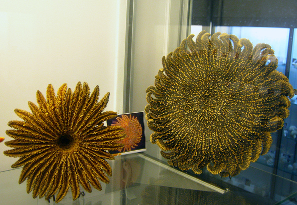 Heliaster helianthus