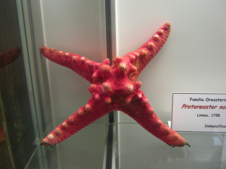 Protoreaster nodosus, Nahaufnahme 01