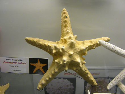 Protoreaster nodosus, Nahaufnahme 02