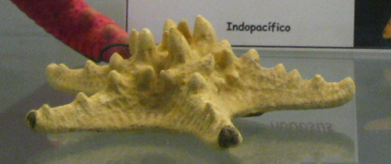 Protoreaster nodosus, Nahaufnahme 03