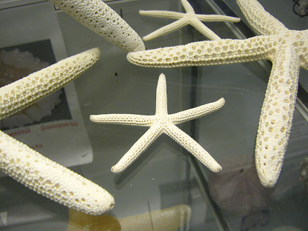 Linckia laevigata, Nahaufnahme 04