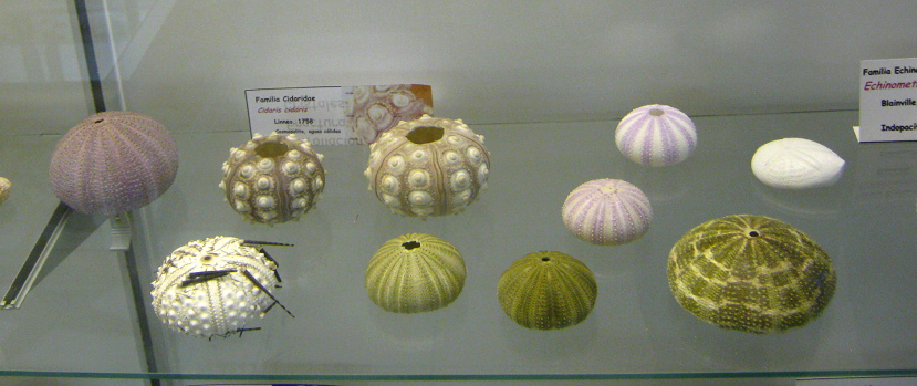 Cidaris cidaris, vista total