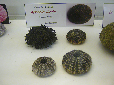 Arbacia lixula