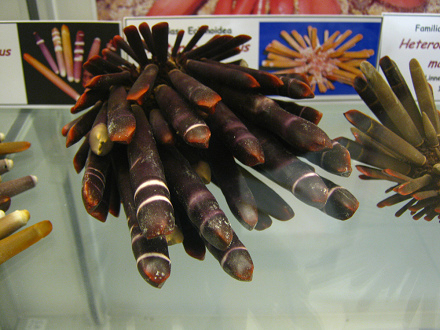 Heterocentrotus mamillatus, primer plano
                          01