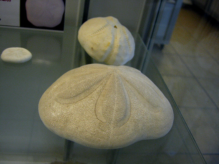 Laganum
                          laganum, Nahaufnahme 01