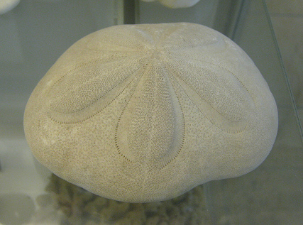 Laganum
                          laganum, Nahaufnahme 02