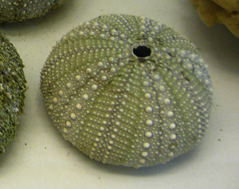 Loxechinus
                          albus, Nahaufnahme 01